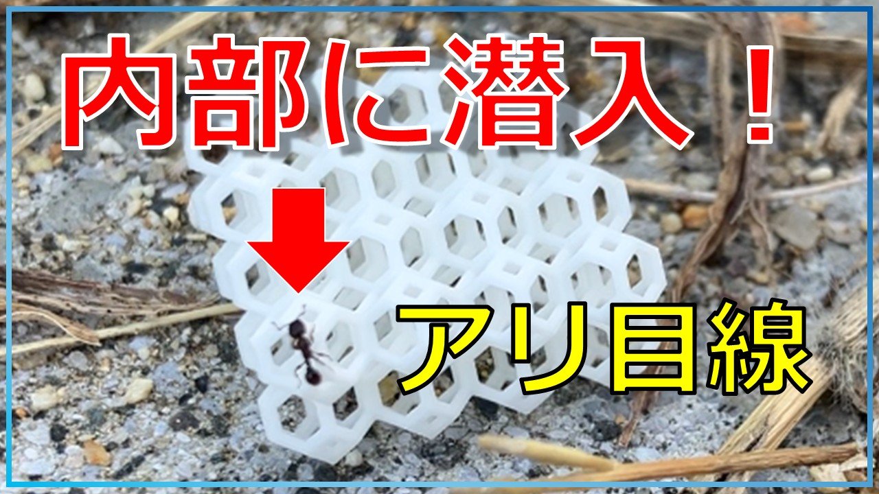 セラミック格子構造（ラティス）をアリ視点で観察
